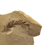 Mineralogy Fossils Dawn Redwood (Metasequoia sp.) - Oregon