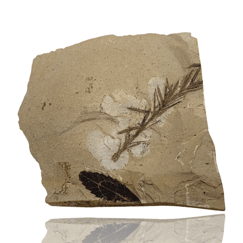 Mineralogy Fossils Dawn Redwood (Metasequoia sp. & Quercus sp.) - Oregon