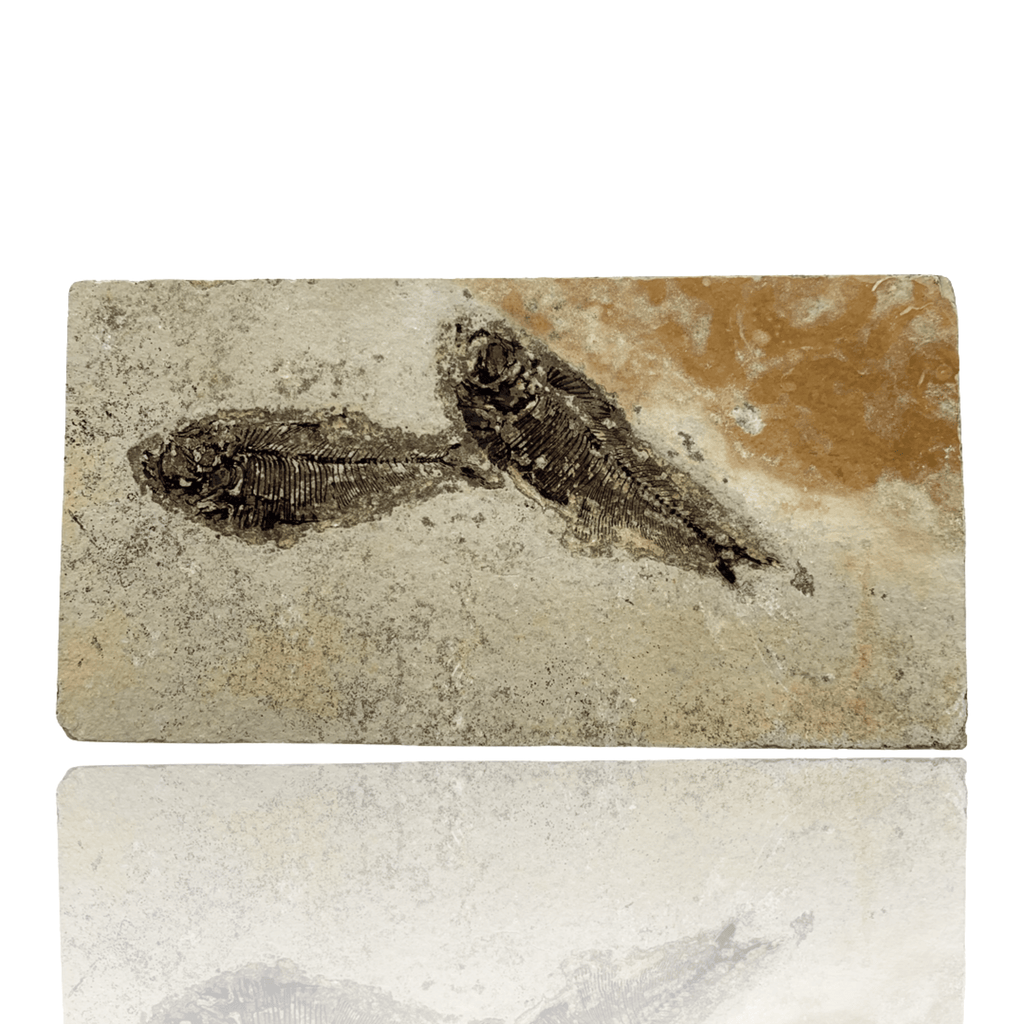 Double Fossil Fish (Knightia sp.) - Green River Formation – Mineralogy