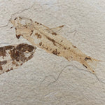 Mineralogy Fossils Double Fossil Fish (Knightia sp.) - Green River Formation