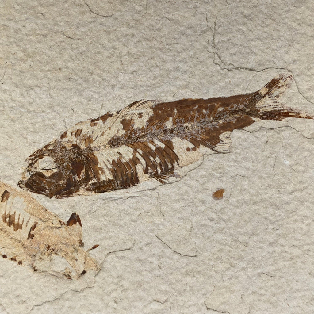 Double Fossil Fish (Knightia sp.) - Green River Formation – Mineralogy