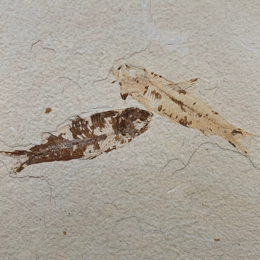 Double Fossil Fish (Knightia sp.) - Green River Formation – Mineralogy