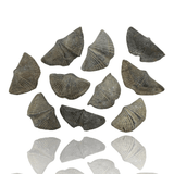 Mineralogy Fossils Fossil Brachiopod (Mucrospirifer sp.) - Canada