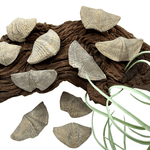 Mineralogy Fossils Fossil Brachiopod (Mucrospirifer sp.) - Canada