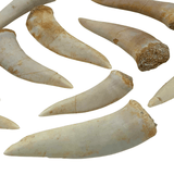 Mineralogy Fossils Fossil Fish Fang (Enchodus sp.) - Morocco