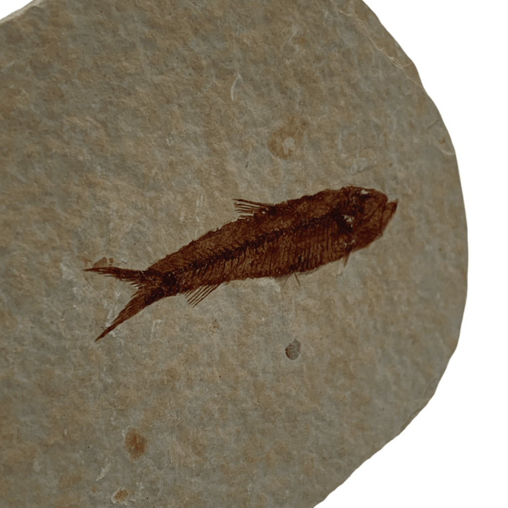 Fossil Fish (Knightia sp.) - Green River Formation – Mineralogy