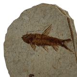 Mineralogy Fossils Fossil Fish (Knightia sp.) - Green River Formation