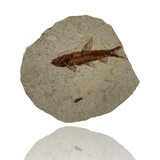 Mineralogy Fossils Fossil Fish (Knightia sp.) - Green River Formation