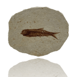 Mineralogy Fossils Fossil Fish (Knightia sp.) - Green River Formation