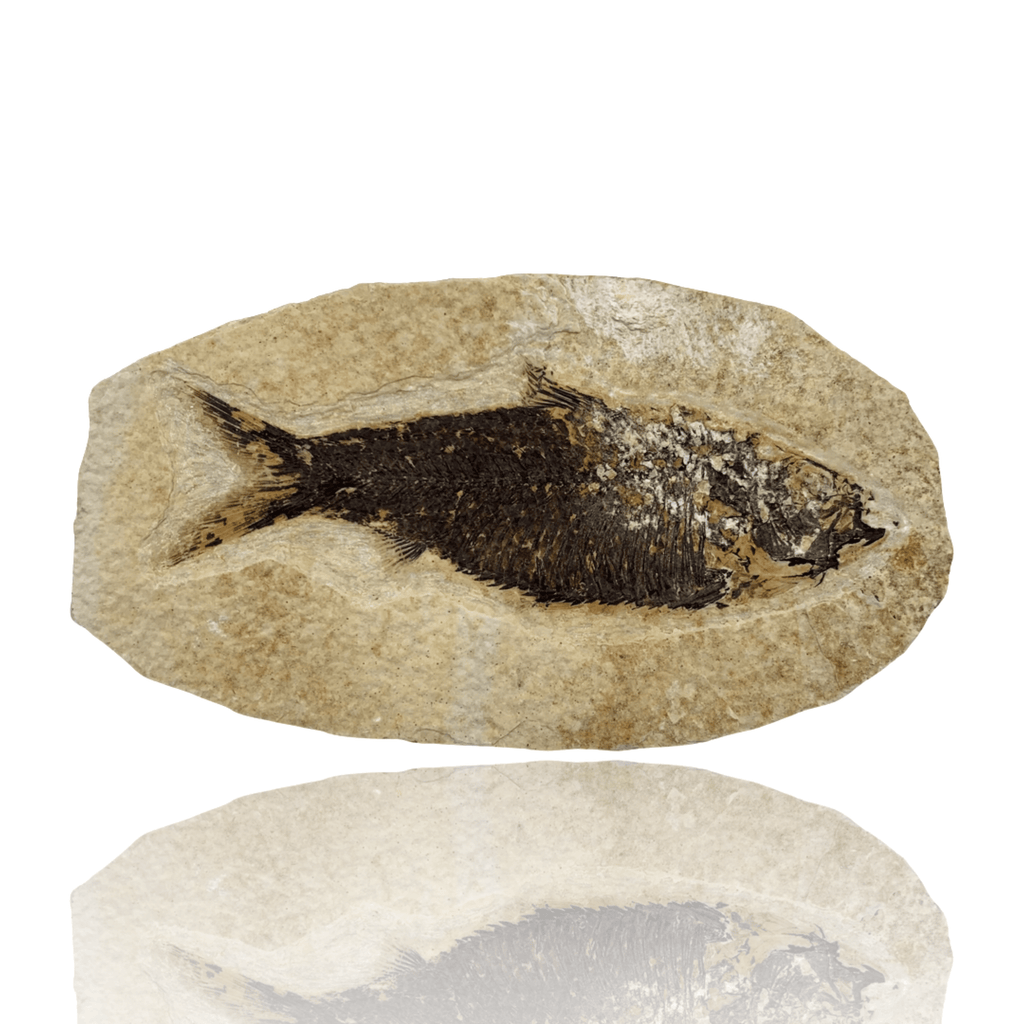 Fossil Fish (Knightia sp.) - Green River Formation – Mineralogy