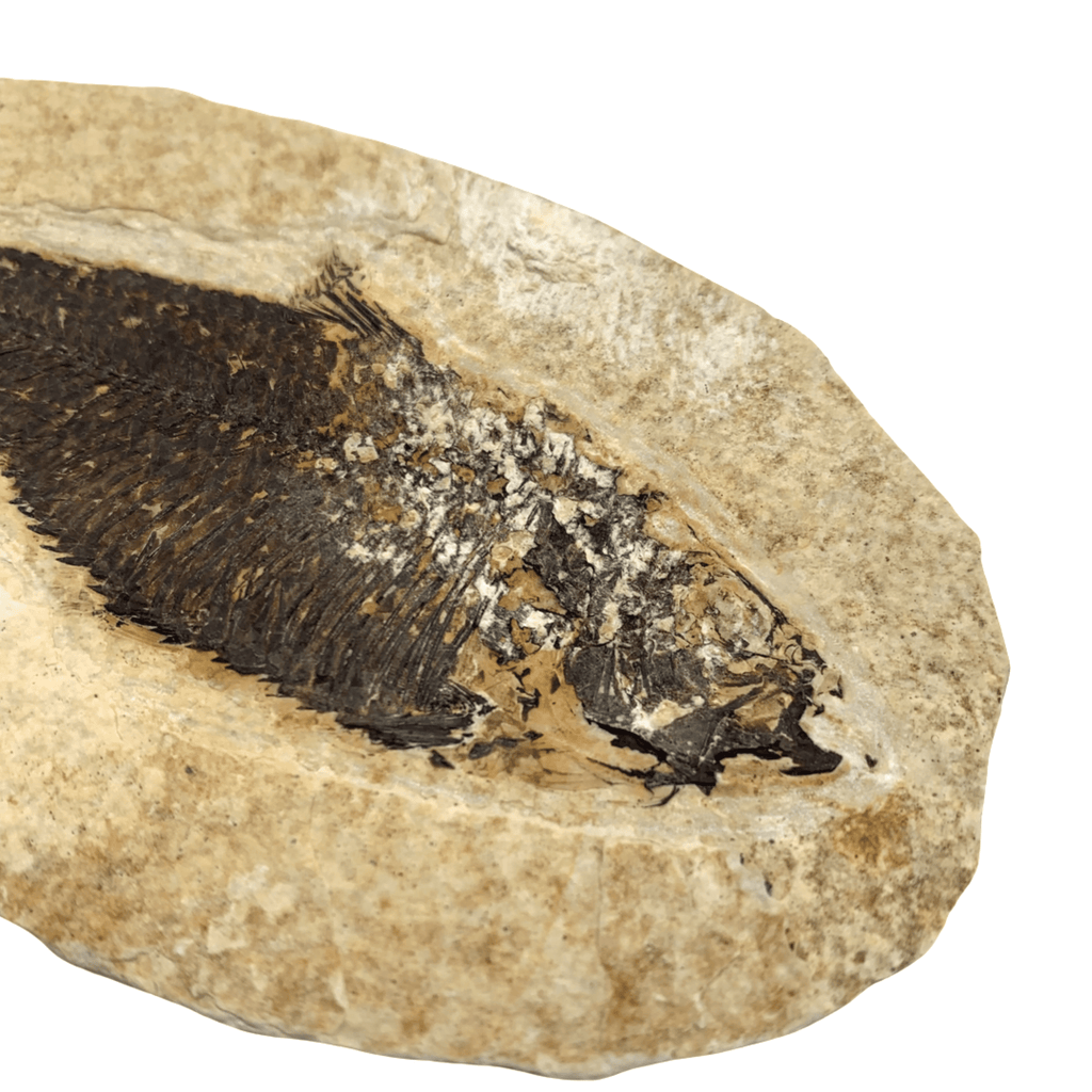 Fossil Fish (Knightia sp.) - Green River Formation – Mineralogy