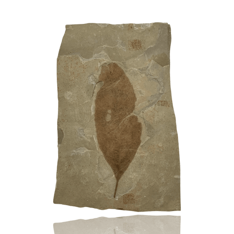 Mineralogy Fossils Fossil Leaf (Bug Eaten) - Green River Formation