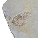 Mineralogy Fossils Fossil Shrimp Plate (Antrimpos sp.) - Germany