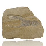 Mineralogy Fossils Fossil Shrimp Plate (Carpopenaeus sp.) - Lebanon