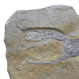 Mineralogy Fossils Fossil Shrimp Plate (Carpopenaeus sp.) - Lebanon