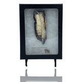 Mineralogy Fossils Mammoth Tooth Cross-Section in Display Box - United States