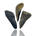 Mineralogy Fossils Megalodon Tooth Halves