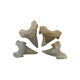 Mineralogy Fossils Medium Otodus sp. Tooth - Morocco
