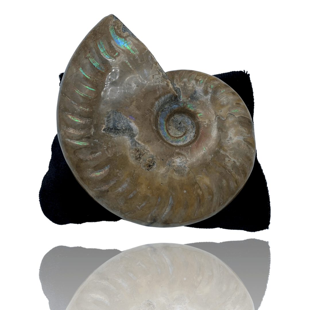 Ammonites – Mineralogy