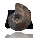 Mineralogy Fossils Red Iridescent Ammonite - Madagascar