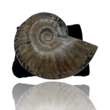 Mineralogy Fossils Red Iridescent Ammonite - Madagascar