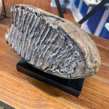Mineralogy Fossils Rooted Mammoth Tooth - Alaska
