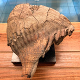Mineralogy Fossils Rooted Mammoth Tooth - Alaska