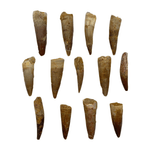 Mineralogy Fossils Small Spinosaurus Teeth - Morocco