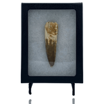 Mineralogy Fossils Spinosaurus Tooth in Display Box - Morocco