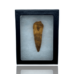 Mineralogy Fossils Spinosaurus Tooth in Display Box - Morocco