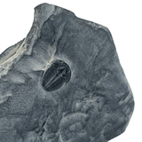 Mineralogy Fossils Trilobite in Shale (Elrathia sp.) - Utah