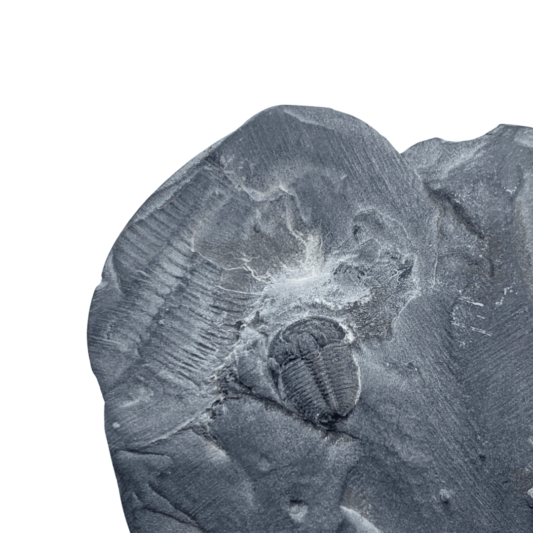 トリロバイト標本 Flickiaiyenne ouzregui Trilobites – Mineralogy