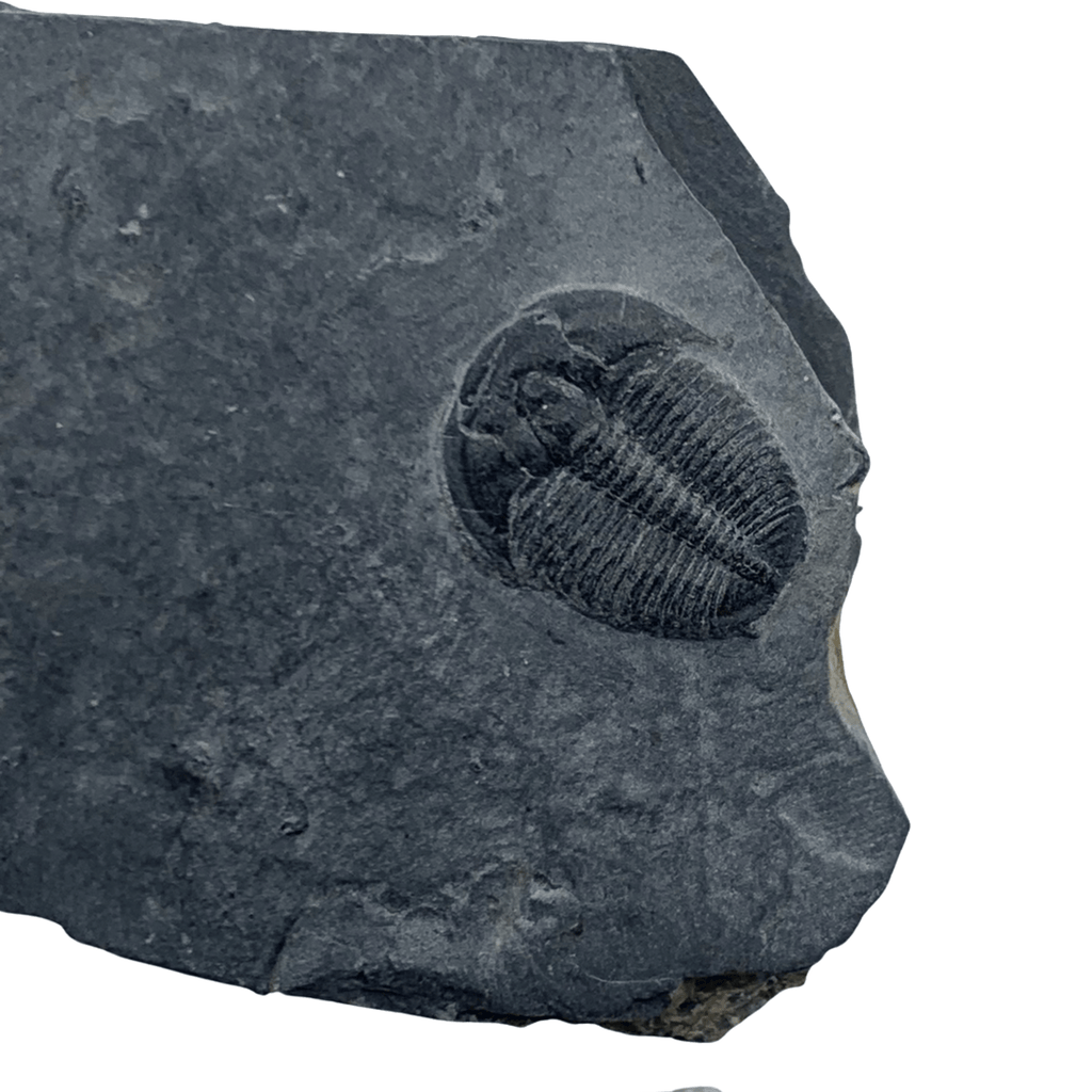 Fossils In Shale Trilobite in Shale (Elrathia sp.) - Utah – Mineralogy