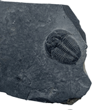 Mineralogy Fossils Trilobite in Shale (Elrathia sp.) - Utah