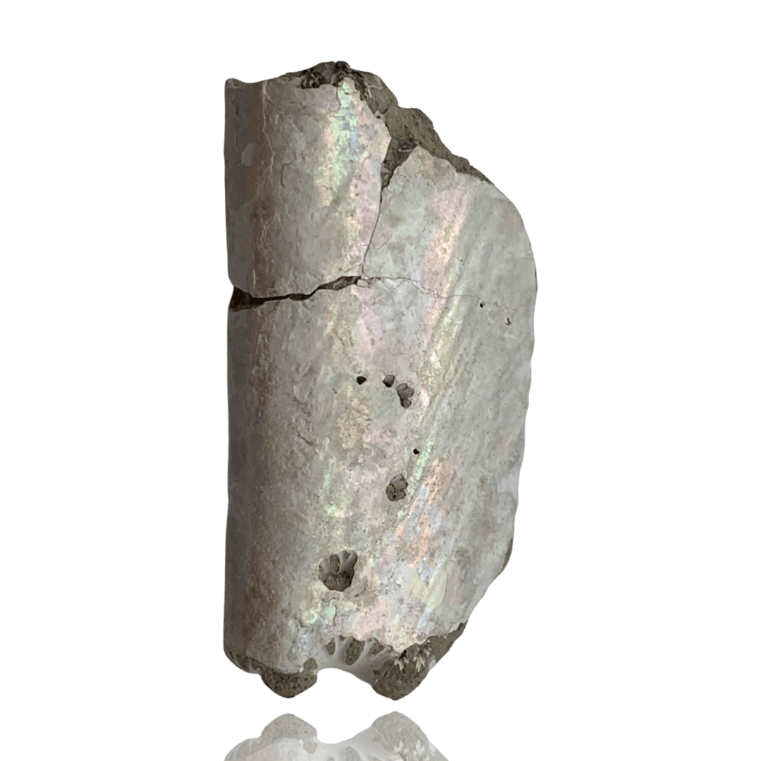 Ammonites – Mineralogy