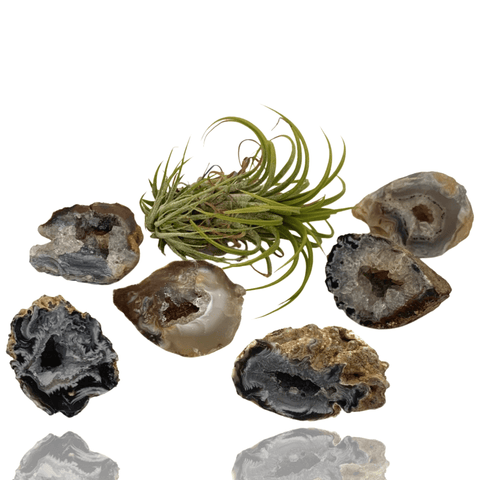 Mineralogy Minerals Mini Polished Oco Geodes