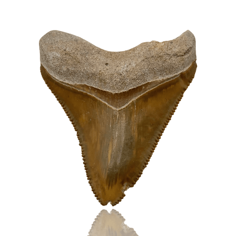 Peter Fossils 1.8 Inch Megalodon Tooth - Bone Valley, Florida