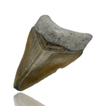Peter Fossils 2.3 Inch Megalodon Tooth - Bone Valley, Florida